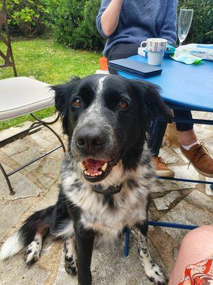 Le chien de mes voisins