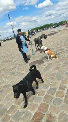 Dog allemand et labrador