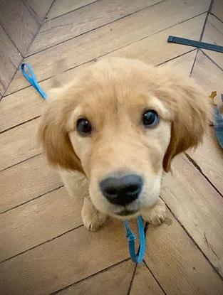 Danae, une golden de 2 mois et son regard à faire fondre...