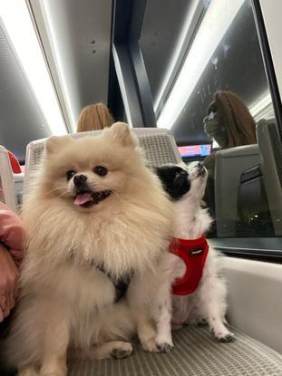 Lasko et Naya
