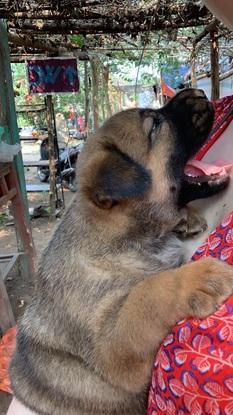 Petit mimi au Vietnam