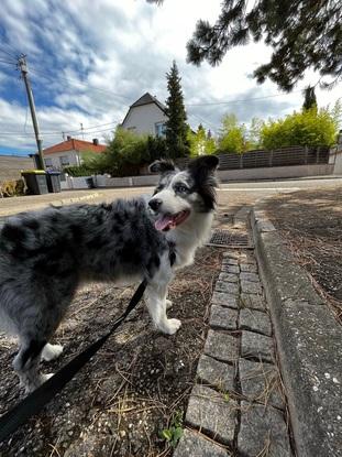 Ollie, berger australien