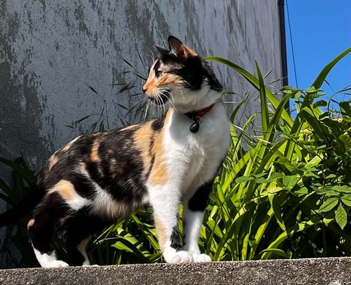 En promenade