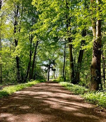 la forêt à 2 min à pied de chez moi !