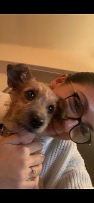 famille d’accueil pour ce petit chien
