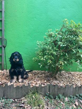 Mon nouveau chien