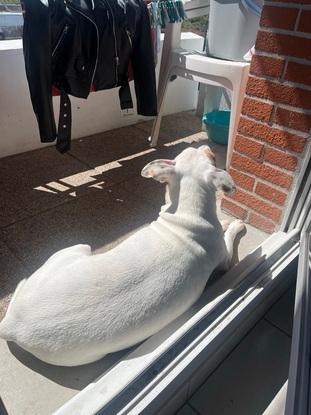 Billy profite du soleil 🥰