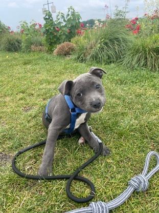 Uzi - Staffy de 3 mois