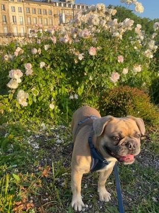 Tolkien - Bouledogue 1 an