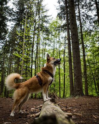 Forêt de fausse repose