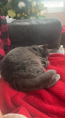 Minou mon chat