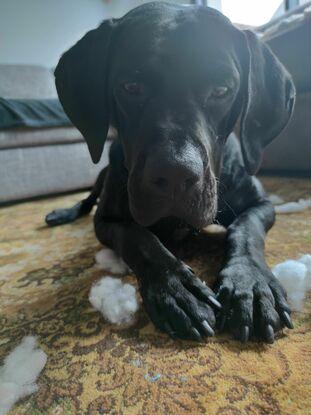 Igor 🏵️