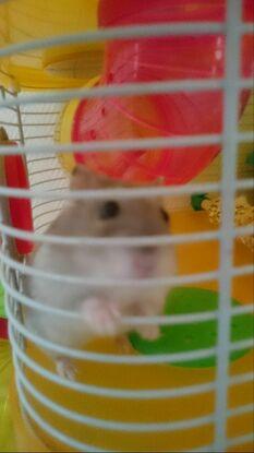 Roger l'hamster le plus sympa 💕