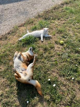 Garde de chien