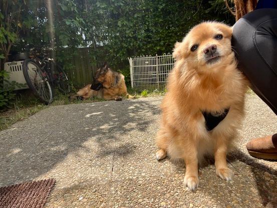 Petite spitz que j’ai gardé 4 jours