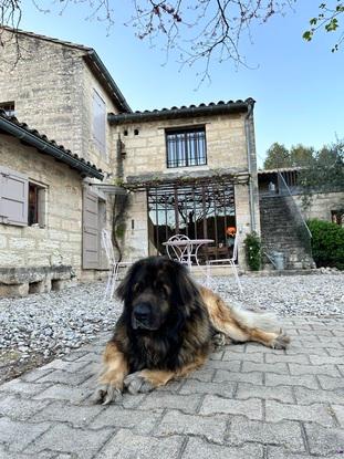 Hobby, mon chien chez mes parents