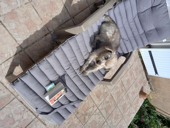 Nickel en séance bronzage et lecture !