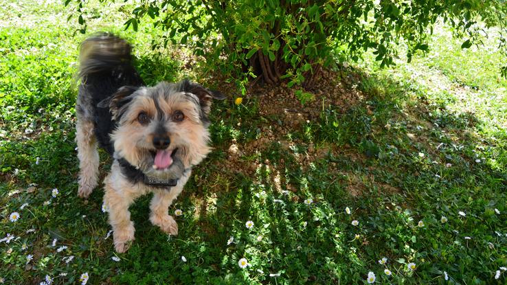 Moustic qui prend la pose à l'entrée du jardin