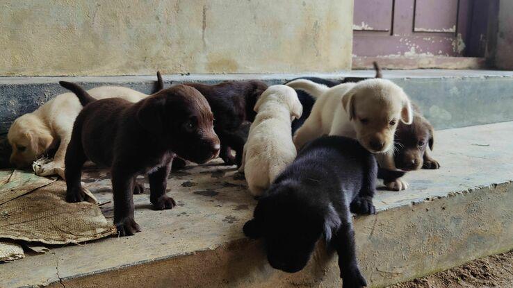 The labrador puppies