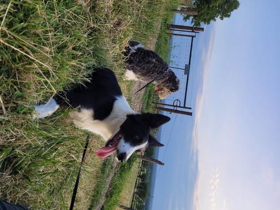 Suki et un copain gardé 