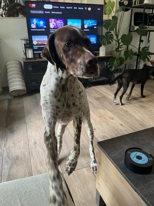 Jango