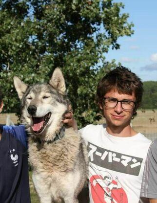 Avec un chien loup d'un proche