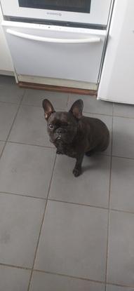 Moka