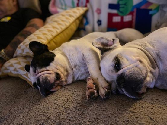 Nos chiens