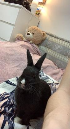 Nala, ma fifille, mon 1er animal rien qu’a moi, que j’ai depuis 2 ans 🐰🥰