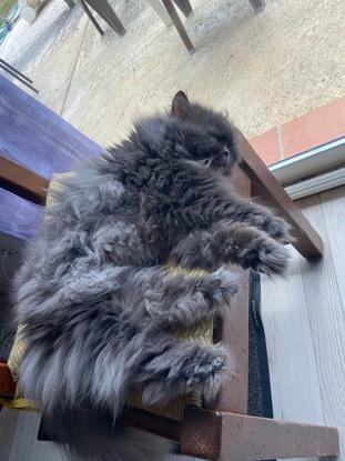 Notre chat