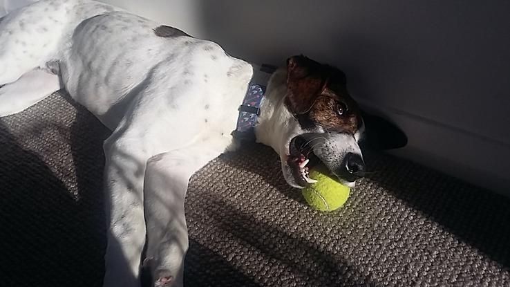 Uffy, jeune chien avec beaucoup d'énergie, il doit être bien grand aujourd'hui ! 