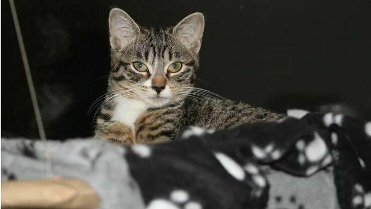 Sweety, mon chat