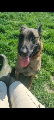 June, ancienne malinois à la spa