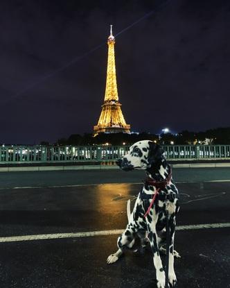 Le beau dalmatien que j’ai eu la chance de garder