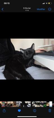 Luna 🌙 mon ancien chat
