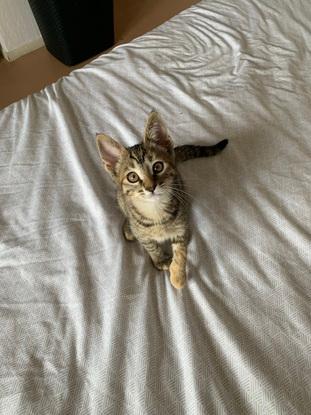 Nala 🐯