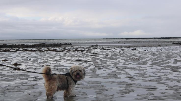 Mon chien Eclair de bientot 14 ans.