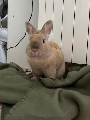 Mon petit lapin nain Rocky.