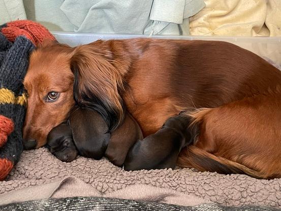 Peanuts et ses bébés