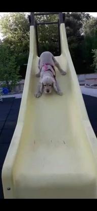Elphie 🦴