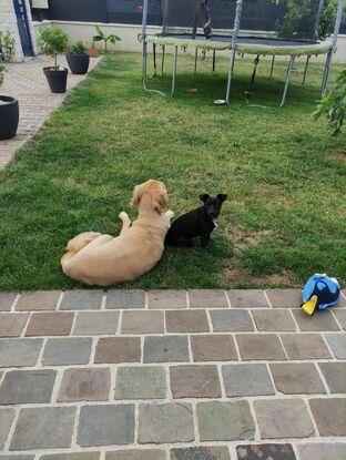 Shadows et Poochy
