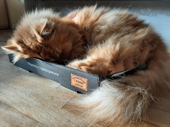 Mon chat Garfield