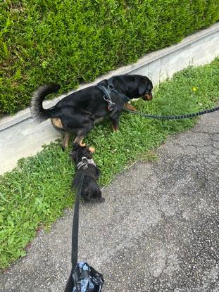 Chiens en garde