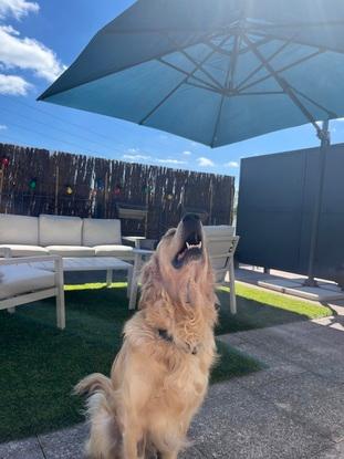 Paco