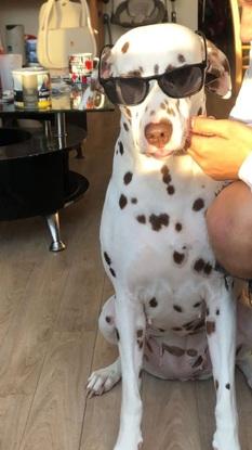 Oana, jeune dalmatienne stylée