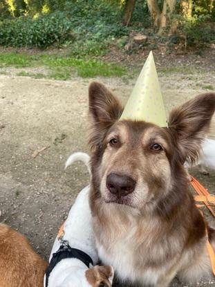 Sam mon chien