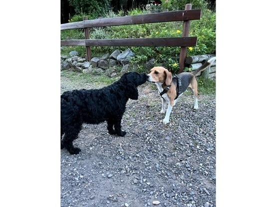 Ruby et Sherlock