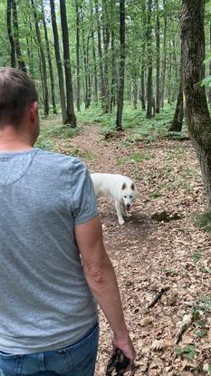 Balade en forêt 🌳