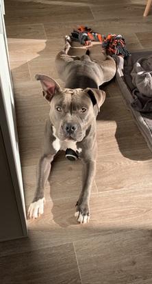 ma chienne Stella