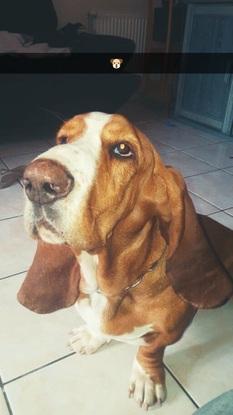 Iggy (Basset Hound)